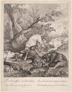 A Fox Attacked by Dogs