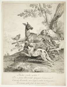 Deer Attacked by Dogs