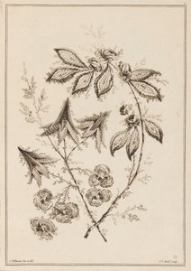Flower Bough