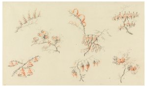 Sprays of Seven Ideal Flowers and of One Quasi Naturalistic Flower by Jean Baptiste Pillement