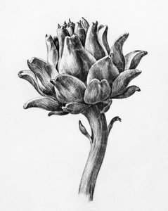 Artichoke by Jean Bernard