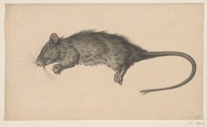 Dead Rat by Jean Bernard