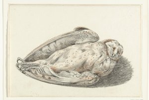 Dead Owl by Jean Bernard