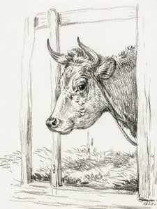 Head of a Cow by Jean Bernard