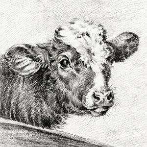 Head of a Cow by Jean Bernard
