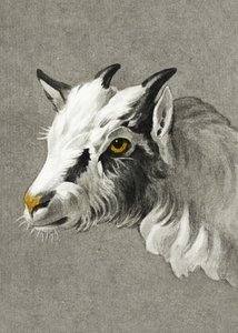 Head of a Goat (Portrait Mode) by Jean Bernard