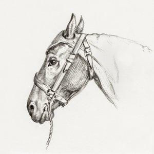 Head of a Horse by Jean Bernard