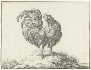 Chicken Standing on a Hill