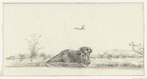 Cow in the Water