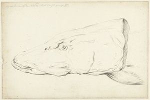 Head of a Pike