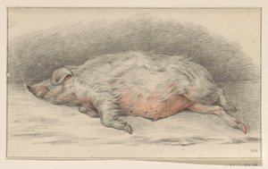 Lying Pig, Facing Left