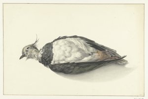 Dead Lapwing Lying Down