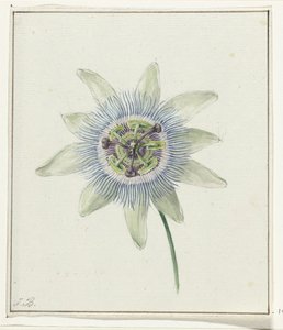 Passion Flower