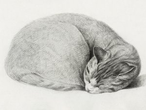 Rolled Up Lying, Sleeping Cat by Jean Bernard
