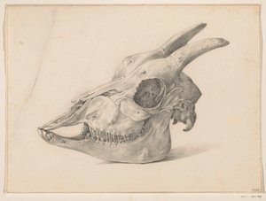 Skull of a Goat by Jean Bernard