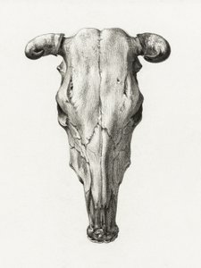Skull of a Cow Front View