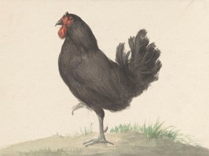 Standing Black Chicken by Jean Bernard