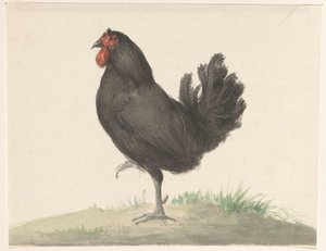 Standing Black Hen