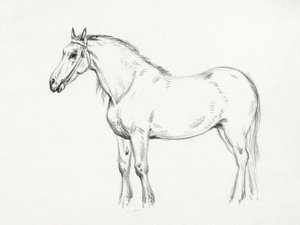 Standing Horse by Jean Bernard