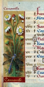 Botanical: Chamomile with Ladybug and Dragonfly