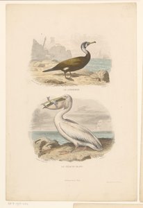 Cormorant and White Pelican