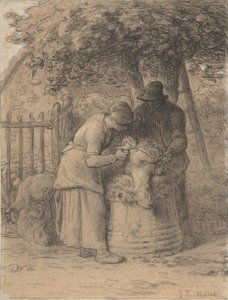 Sheepshearing Beneath a Tree