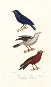 Manucode, Grey-Headed Starling and Long-Tailed Meadowlark
