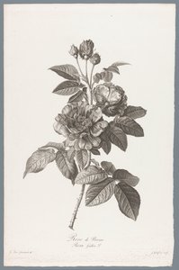 French Rose (Flowers Drawn from Nature) by Jean Godefroy
