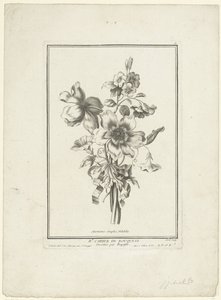Bouquet of Anemone and Bindweed (title on object) Anemones simples, Volubilis (series title) IIe Cahier de Bouquets by Jean Jacques Avril (I)