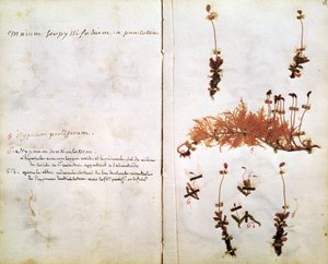 Page 15 from a Herbarium by Jean Jacques Rousseau