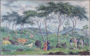 Herd of cattle with cowherds near the river on the east of the Ile de la Reunion, October 1812