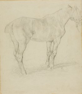 Standing Horse