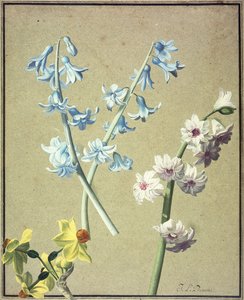 A Blue and a Lavender Hyacinth, and a Yellow Narcissus