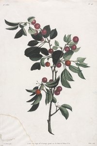 Collection of Flowers and Fruits: Branches of Early Cherries by Jean Louis Prevost