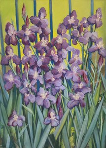 Purple Irises