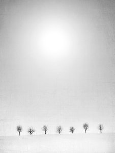 Bare Trees White Snow by Jeffrey Hummel