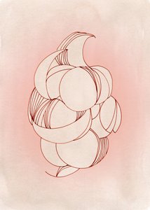 Delicate Petal Forms by Jenja Braun
