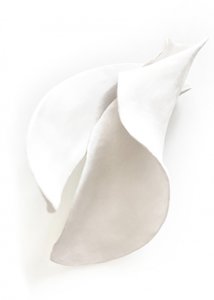 White Serene Curves by Jenja Braun
