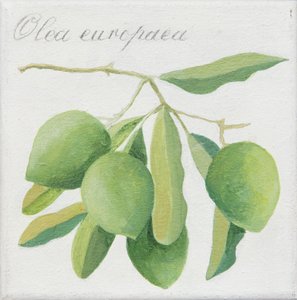 Green Olives by Jennifer Abbott