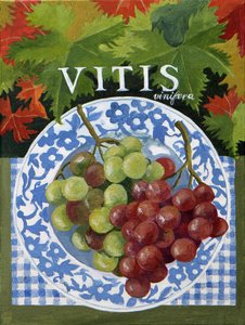 Vitus (grapes) by Jennifer Abbott
