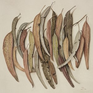 Eucalyptus Leaves, 2004