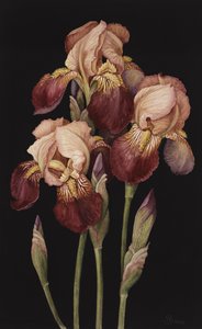 Irises