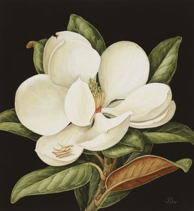 Magnolia Grandiflora