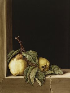 Quinces