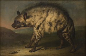 The Hyena in the Menagerie at Frederiksberg Palace