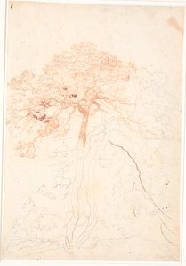 Study of two large pine trees by Jens Juel