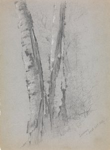Study of Birch Trunks by Jervis McEntee