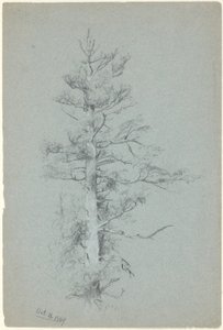 Tree Study by Jervis McEntee