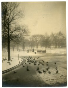 Common with pigeons, Boston, USA, c.1902-10 by Jessie Tarbox Beals
