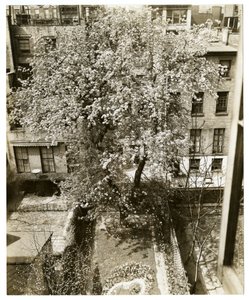 Mrs. W. H. Wells, 265 W 11th by Jessie Tarbox Beals